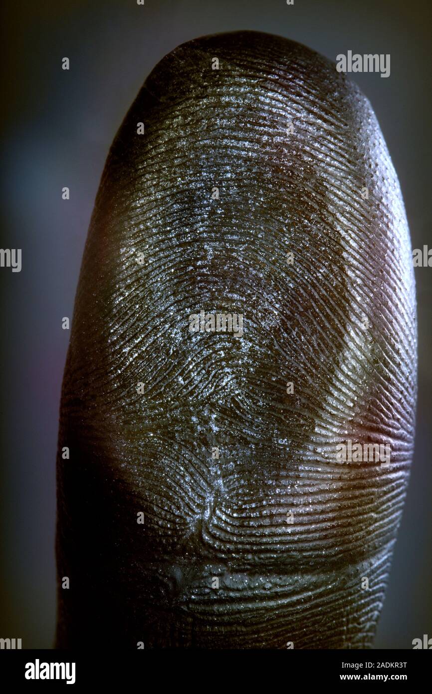 Finger pressed against glass. Friction ridges on a male human finger