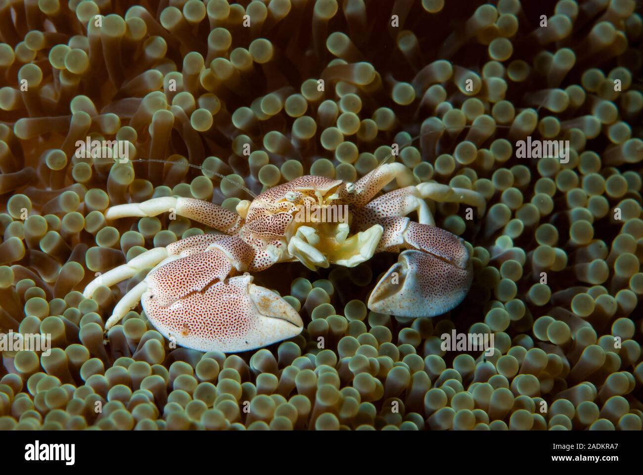 Porcelain crab Neopetrolishes oshimai Stock Photo