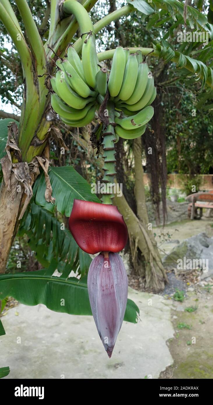A banana tree with its banana flower grows in Vietnam Stock Photo
