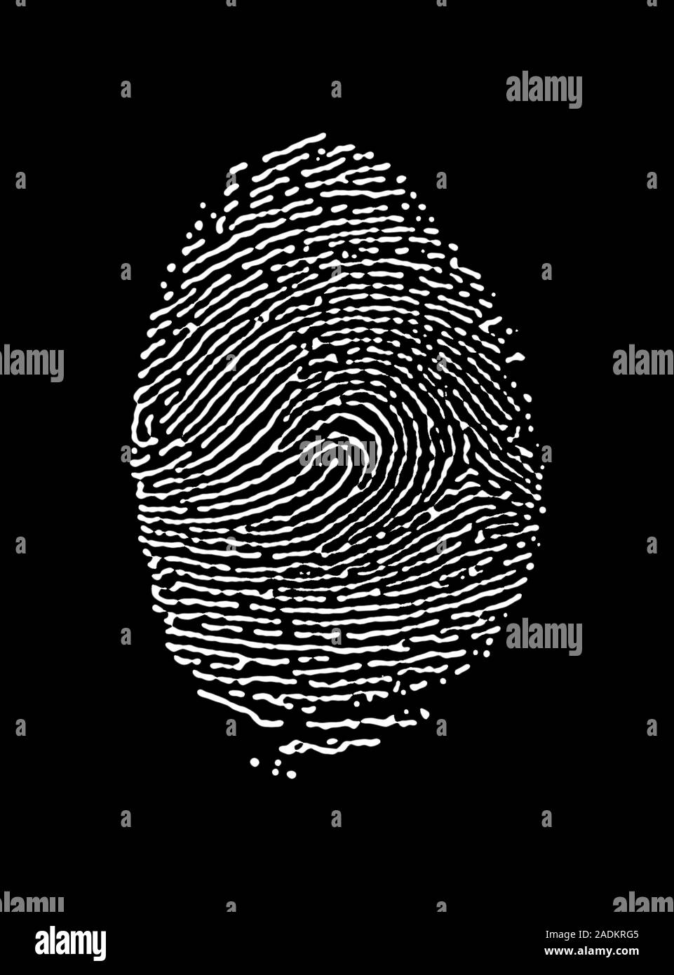 Human fingerprint computer artwork fingerprints show the details of