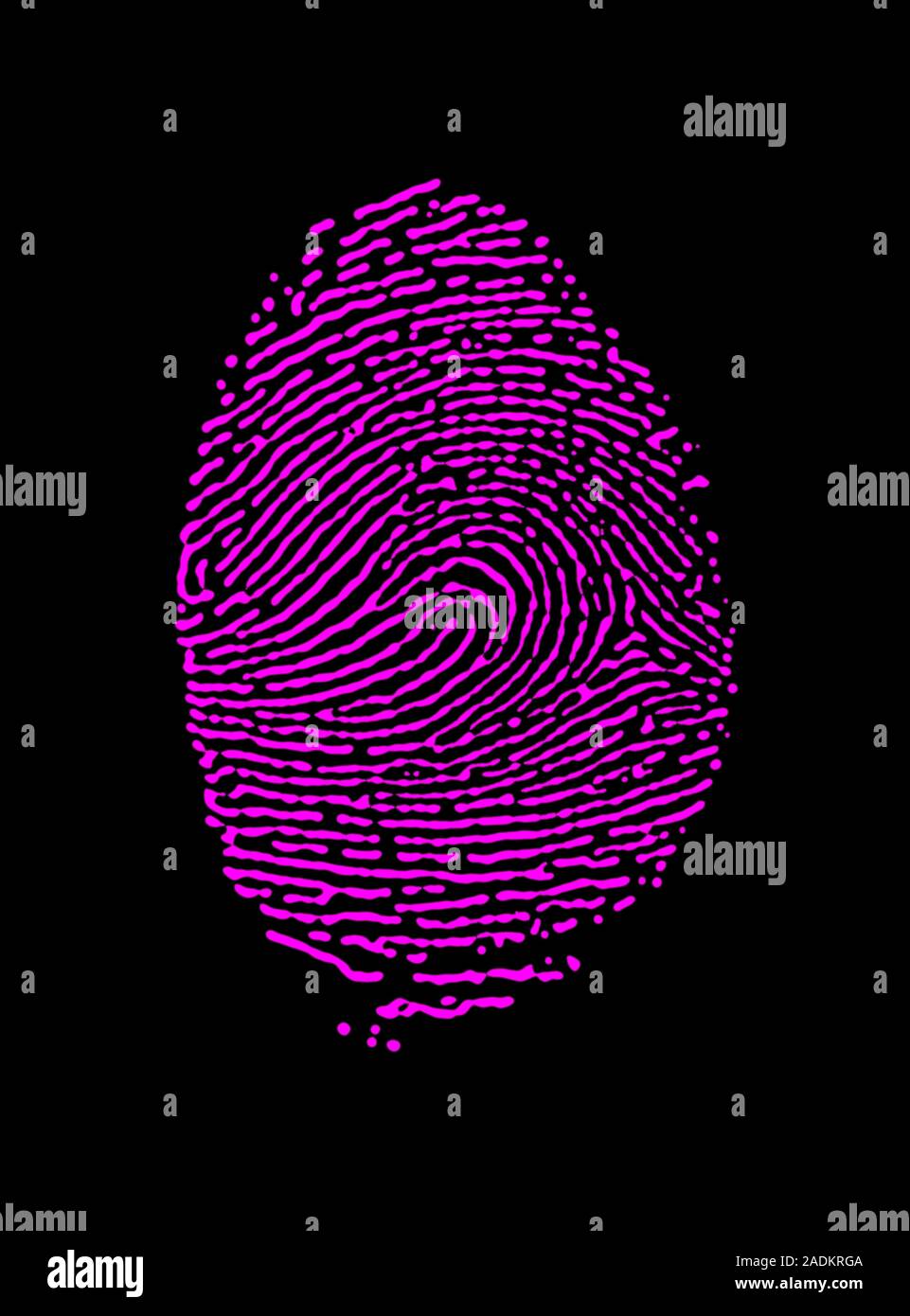 Fingerprint. Coloured pattern from the ridges on the skin of a human