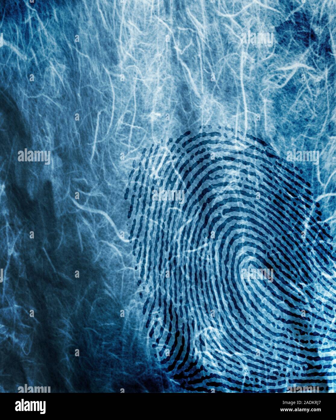Human fingerprint computer artwork fingerprints show the details of