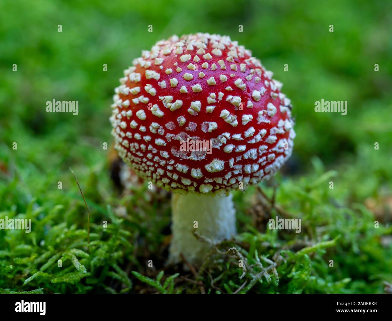 Ground fungus hi-res stock photography and images - Alamy