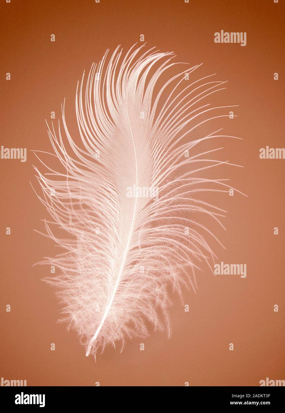 Feather. This down feather forms part of a bird's insulating