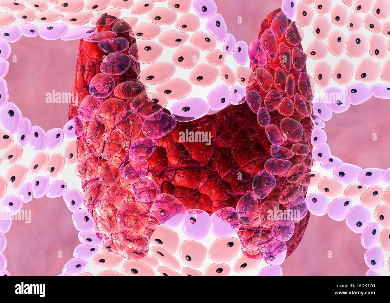 Щитовидная железа под микроскопом гистология