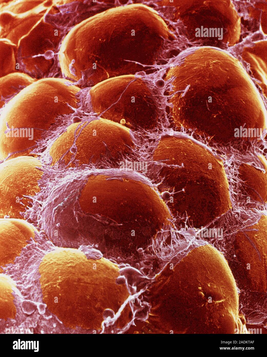 Схема онтогенеза макрофагов. Стволовая клетка жировой ткани. Жировые клетки в стволовые клетки. Стволовая клетка жировой ткани. Стволовые адипозные клетки.