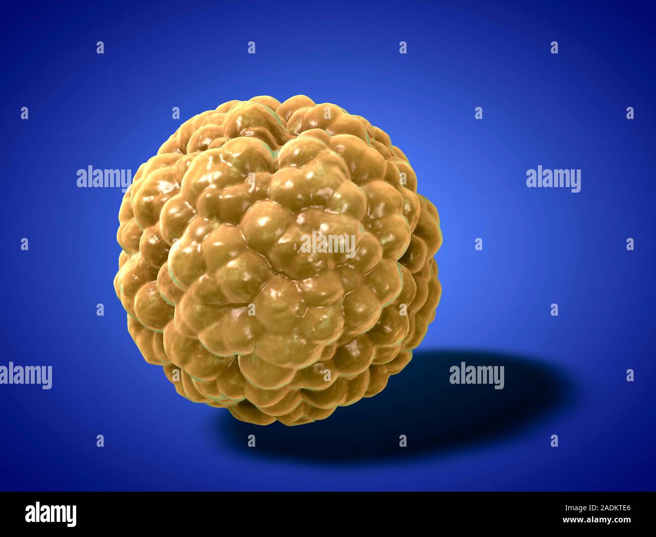 Fat cell. Computer artwork of a fat cell (adipocyte). Adipocytes form