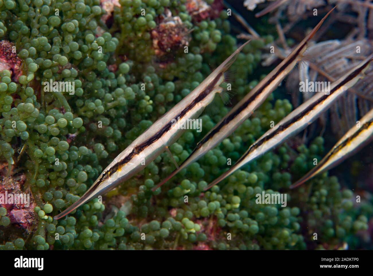 Razorfish Aeoliscus strigatus Stock Photo