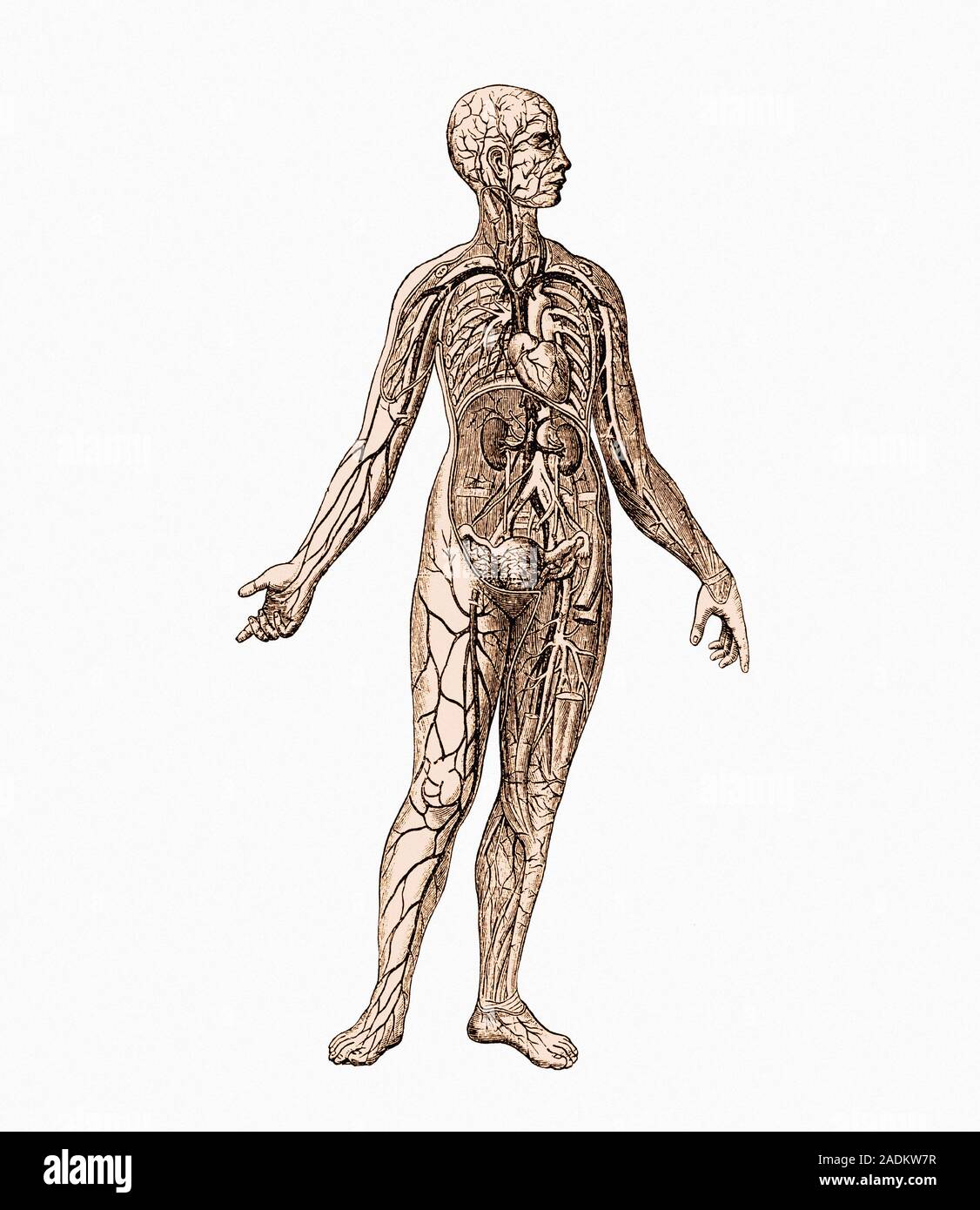 Representing The Female Body : Contemporary Artists Are Liberating the ...