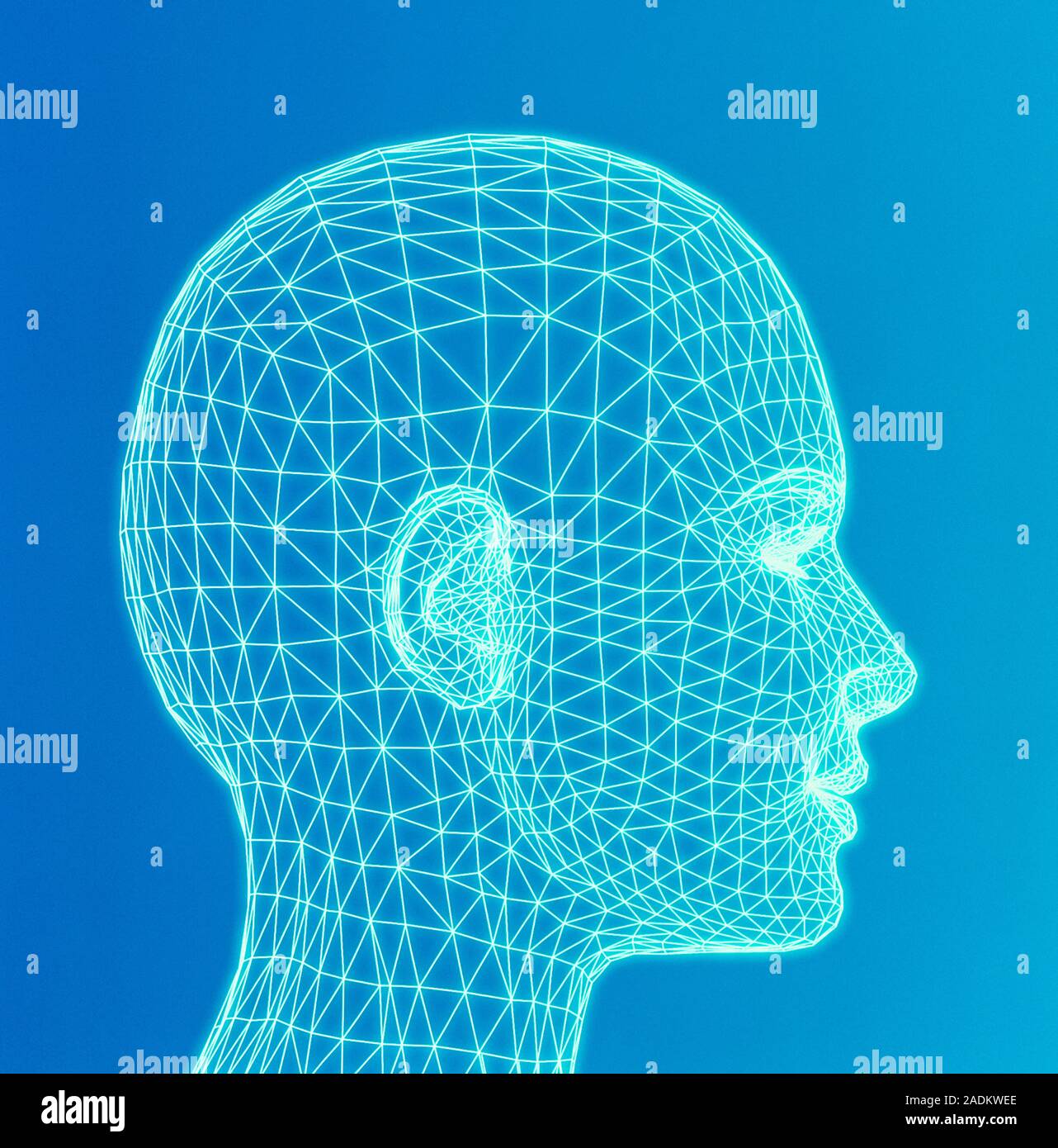Head. Wireframe computer artwork of a human head seen in profile Stock