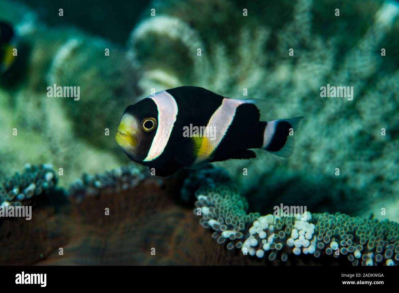 Panda Anemonefish Amphiprion polymnus Stock Photo