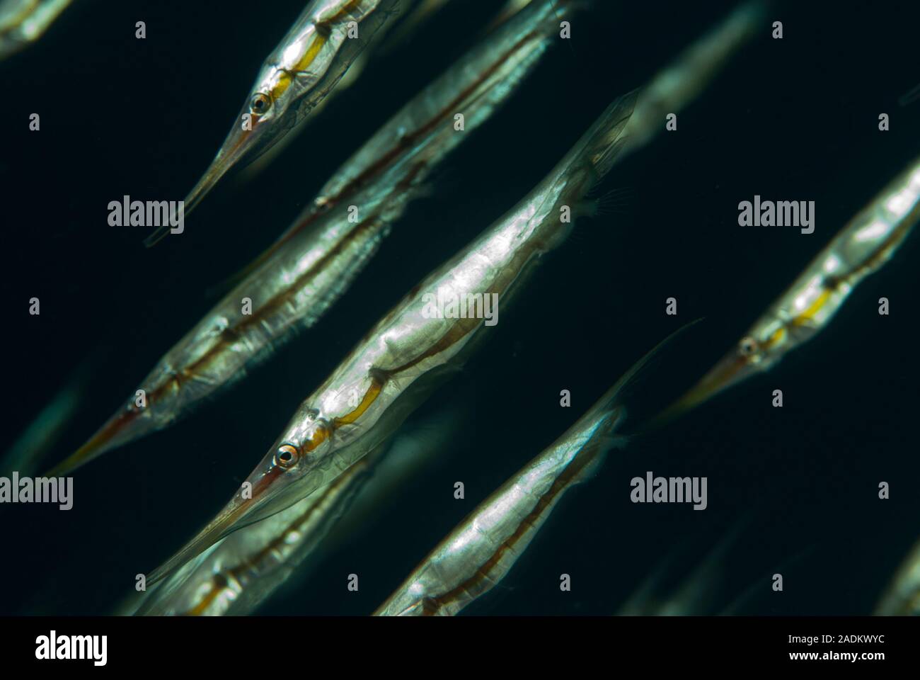 Razorfish Aeoliscus strigatus Stock Photo