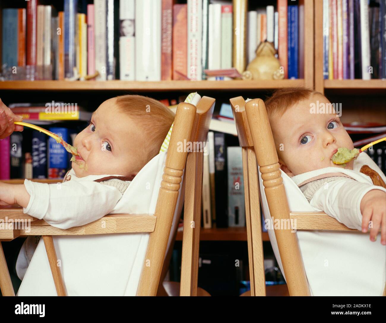 MODEL RELEASED. Twins being fed. Nine month old identical twin boys
