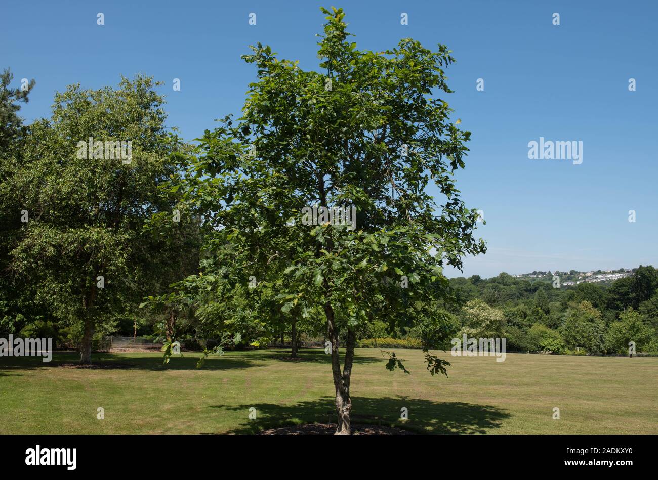 Sargent oak hi-res stock photography and images - Alamy