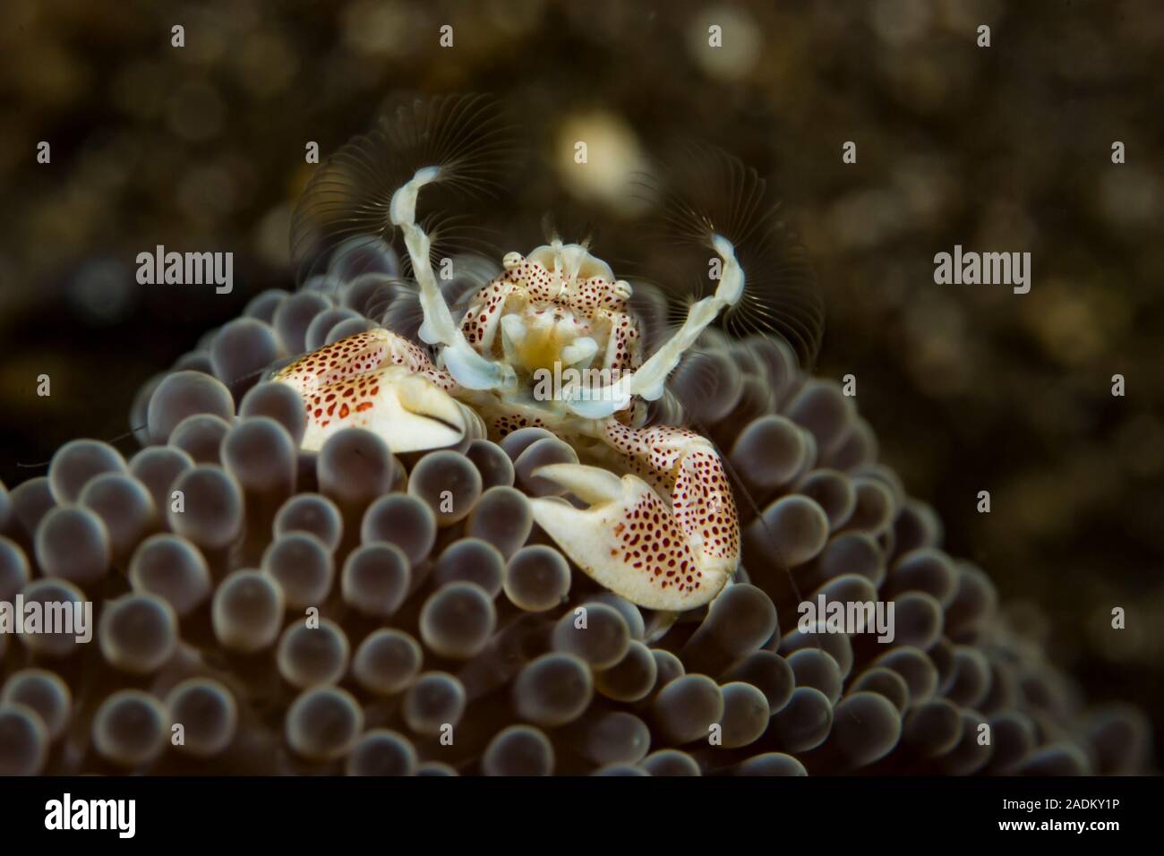The Porcelain Crab (Neopetrolishts oshimai), commensal of the sea anemone Stychodactyla mertensii, exhibit its classical feeding behaviour Stock Photo