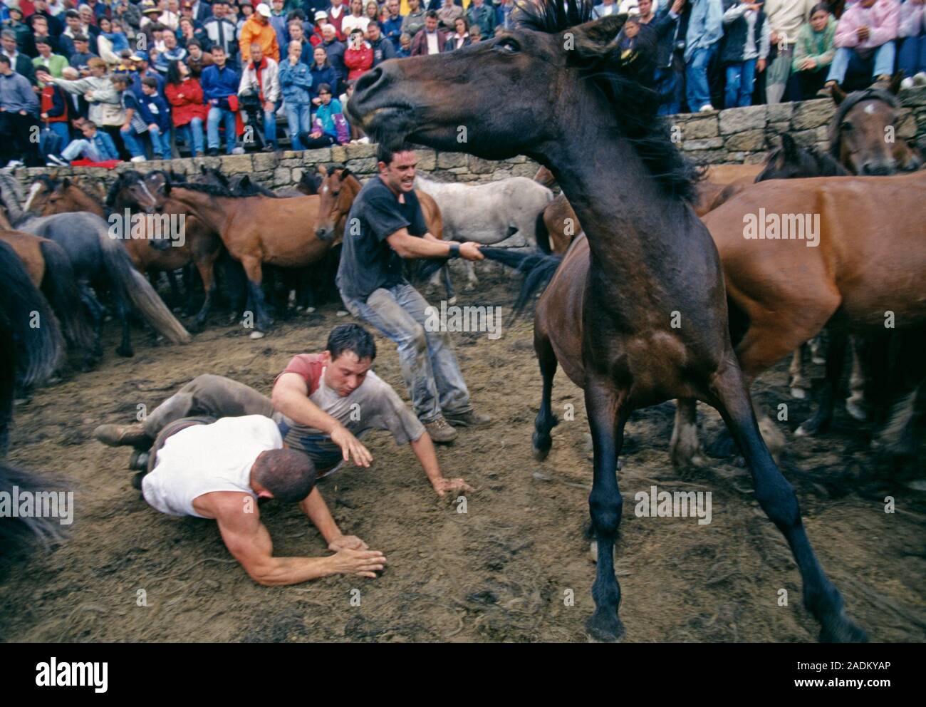 Men wrestling a wild horse (Equus caballus). This is part of a Spanish