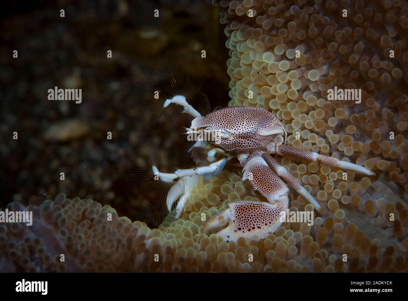 Porcelain crab Neopetrolishes oshimai Stock Photo