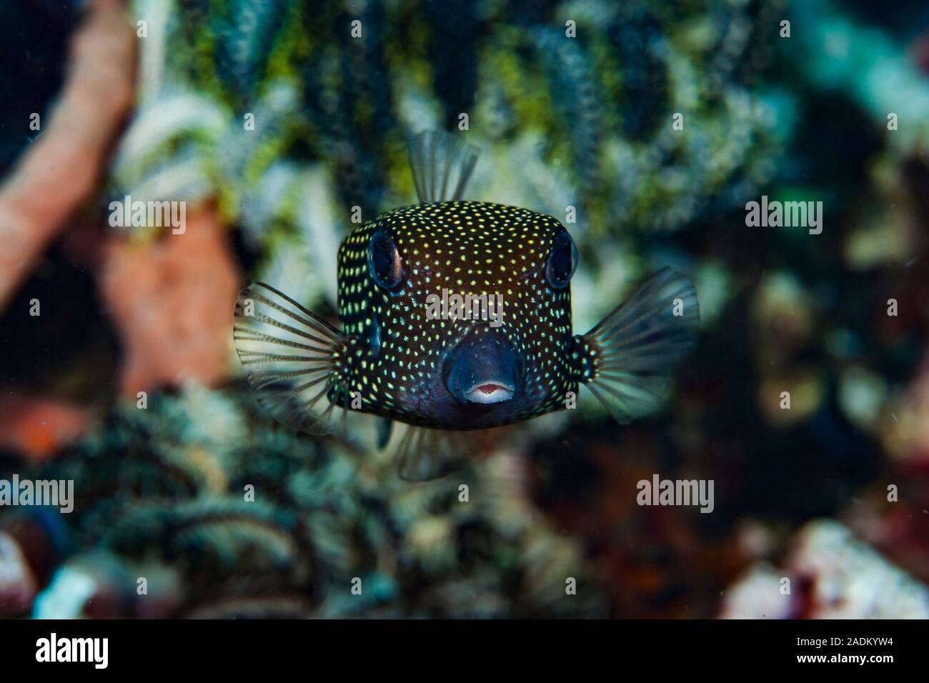 Spotted Boxfish Ostracion meleagris Stock Photo
