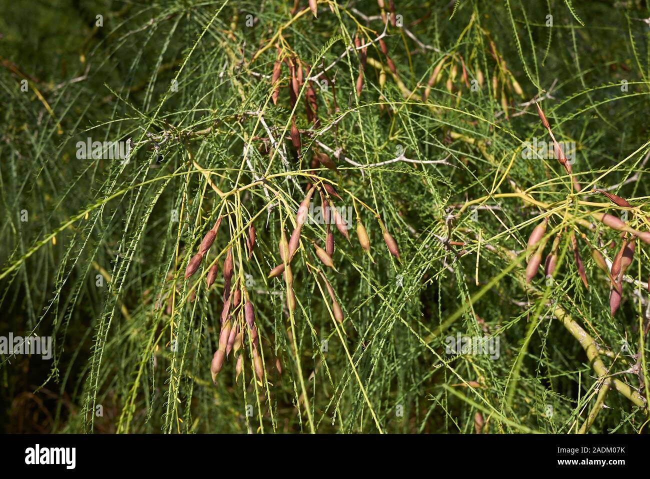 Parkinsonia aculeata branch close up Stock Photo