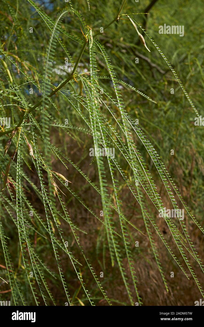 Parkinsonia aculeata branch close up Stock Photo