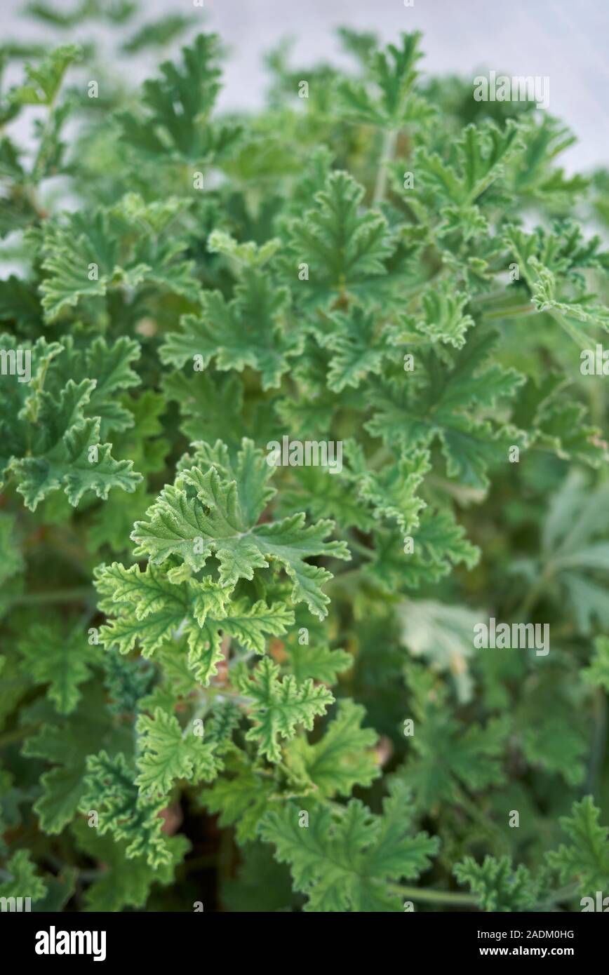 Green Scented Leaves Of Pelargonium Graveolens Plant Stock Photo Alamy Green Scented Leaves Of Pelargonium Graveolens Plant Stock Photo Alamy