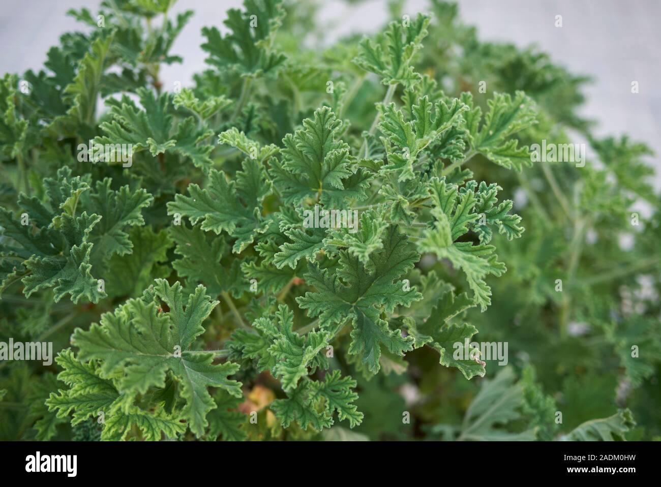 Green Scented Leaves Of Pelargonium Graveolens Plant Stock Photo Alamy Green Scented Leaves Of Pelargonium Graveolens Plant Stock Photo Alamy