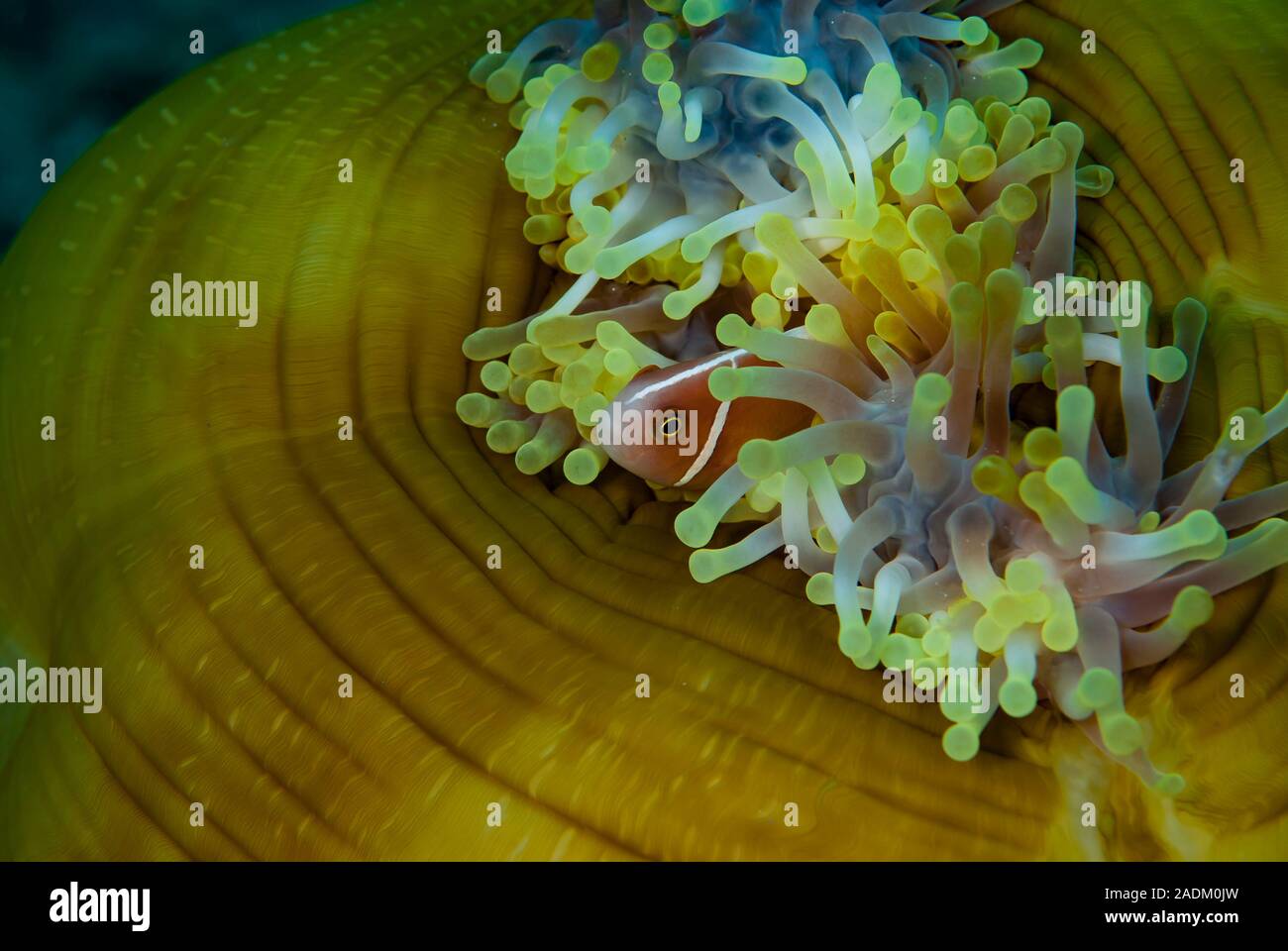 Pink Anemonefish Amphiprion perideraion,Magnificent Sea Anemone Heteractis magnifica Stock Photo