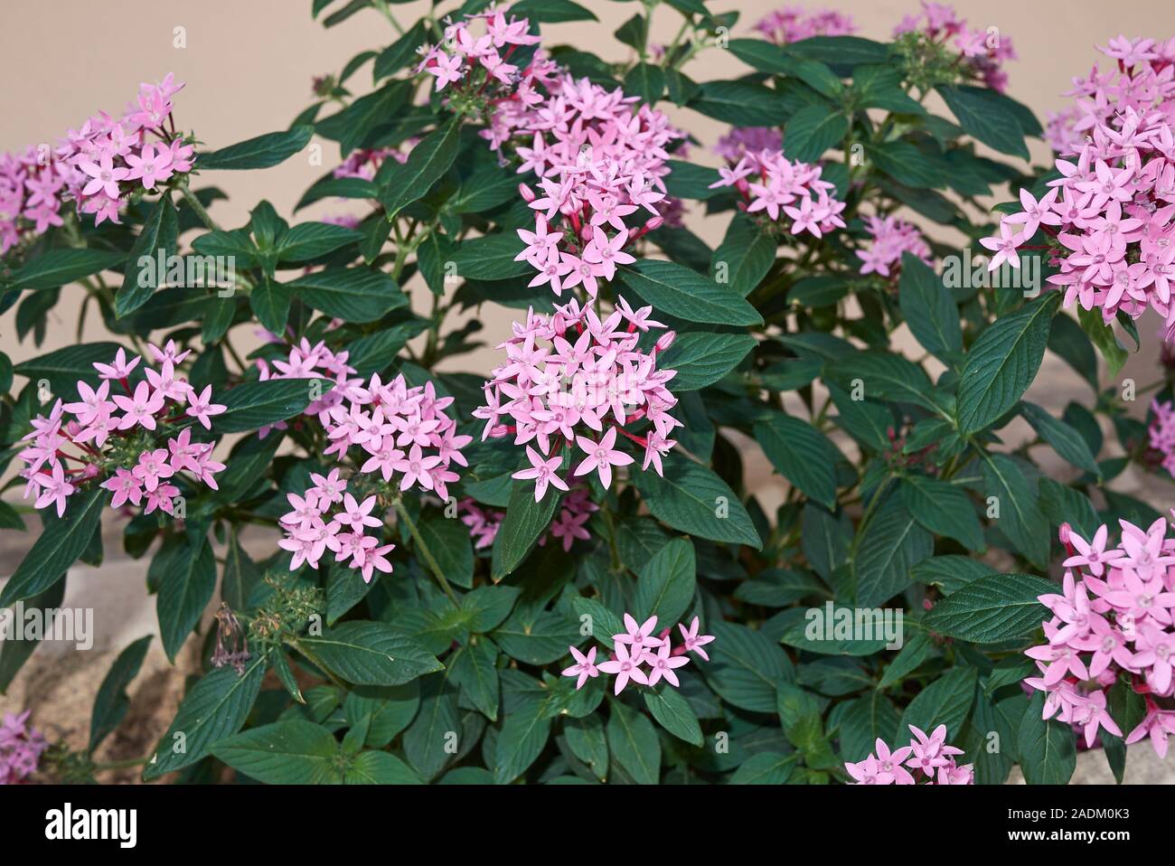 pink flowers of Pentas lanceolata plants in a garden Stock Photo