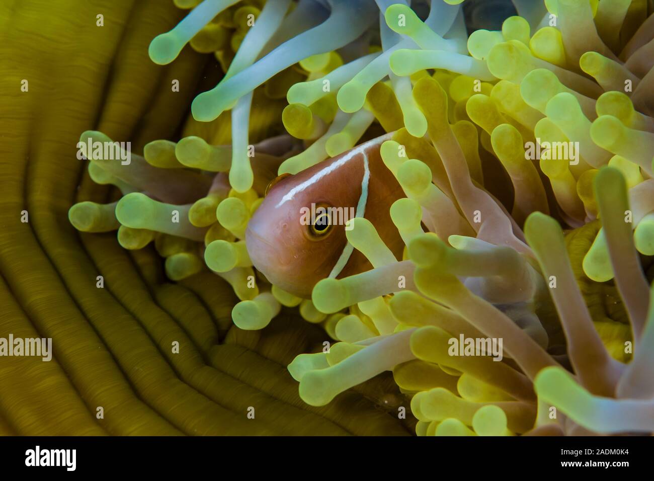 The Pink Anemonefish Amphiprion perideraion is a  'generalist' species that can inhabit several sea anemones. Stock Photo