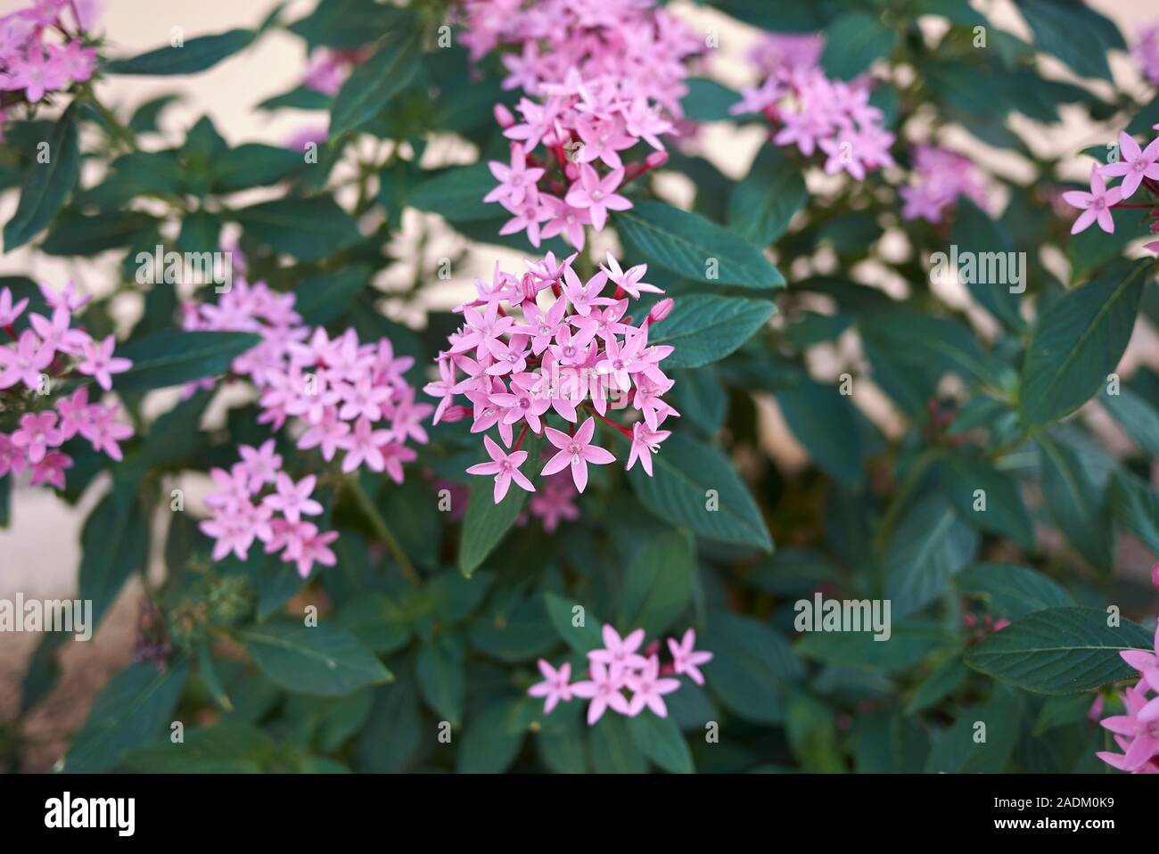 pink flowers of Pentas lanceolata plants in a garden Stock Photo