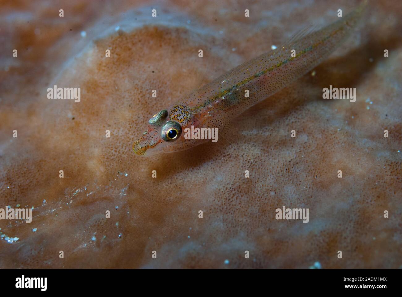 Coral Goby Stock Photo