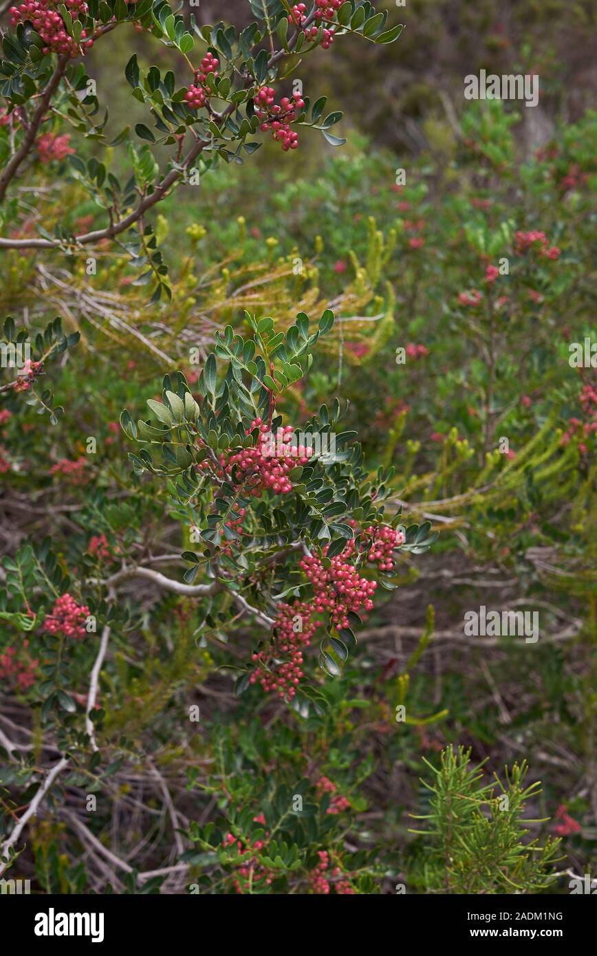 PIstacia lentiscus Stock Photo