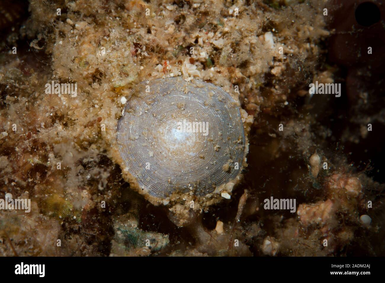 Foraminifera Stock Photo