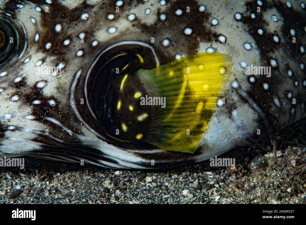 Stars and Stripes Pufferfish Arothron hispidus Stock Photo