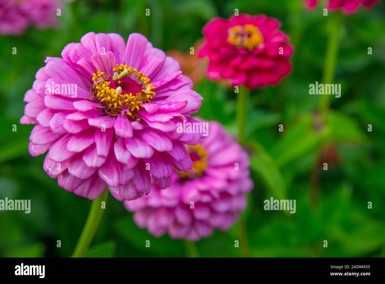 Zinnia flowers. Close view. Stock Photo