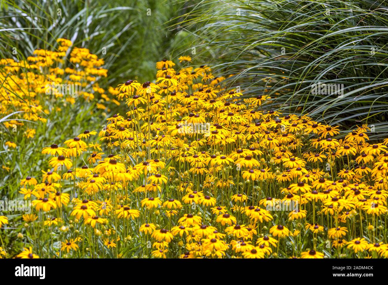 Yellow flower bed border Stock Photo