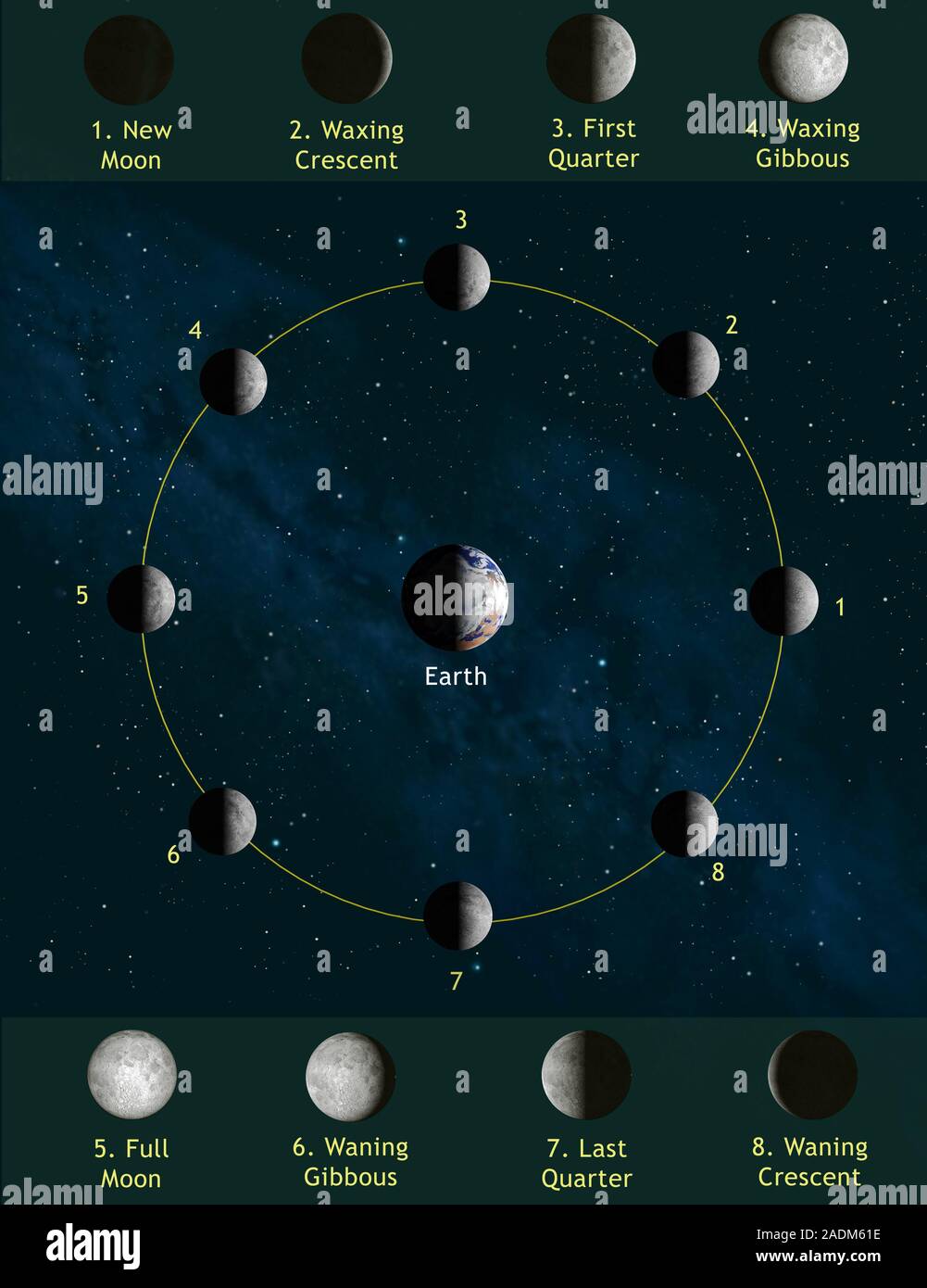 Phases of the Moon, computer illustration. As the Moon orbits the Earth ...