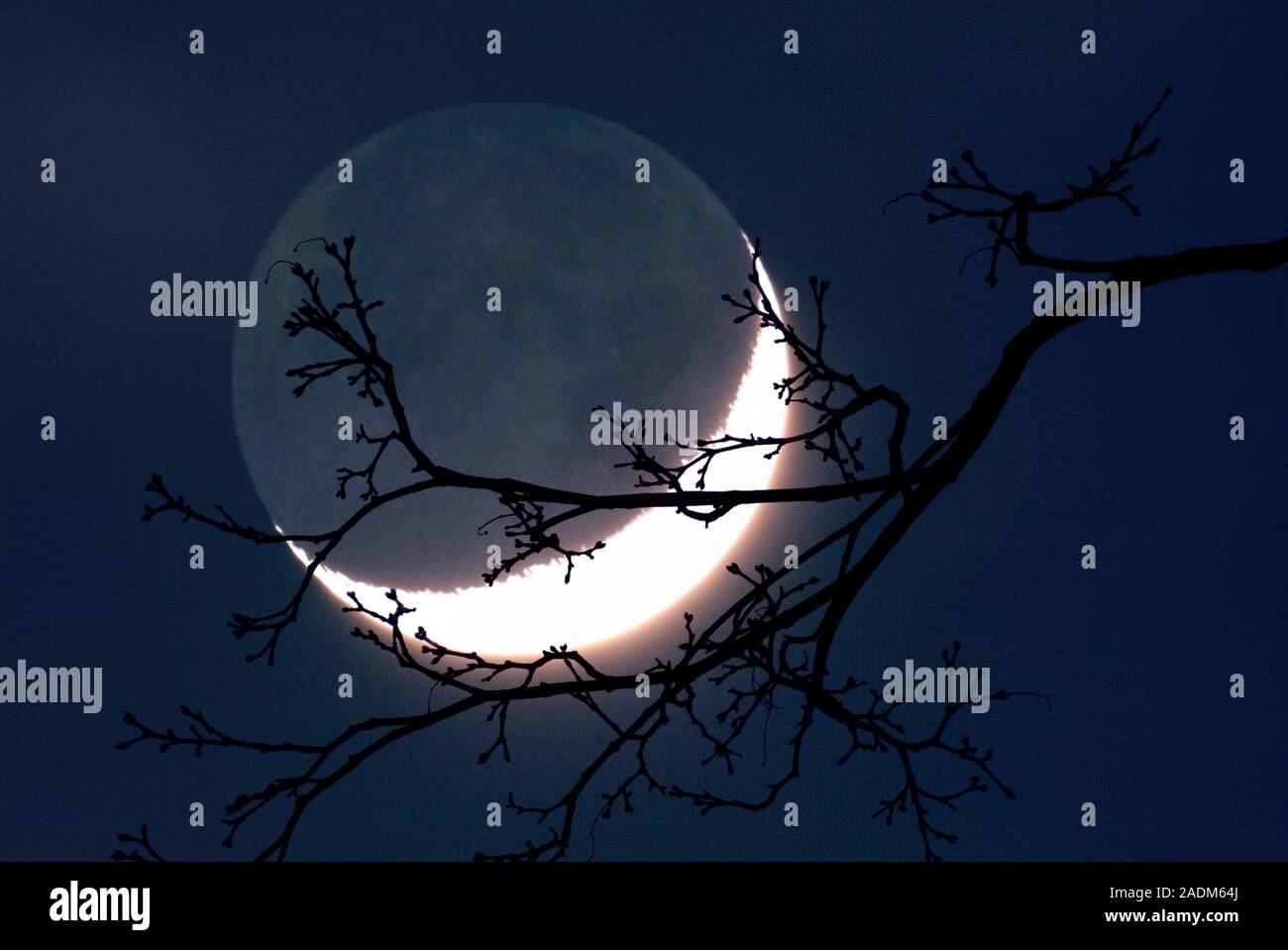 Crescent Moon with Earthshine, seen through the branches of a tree. The ...
