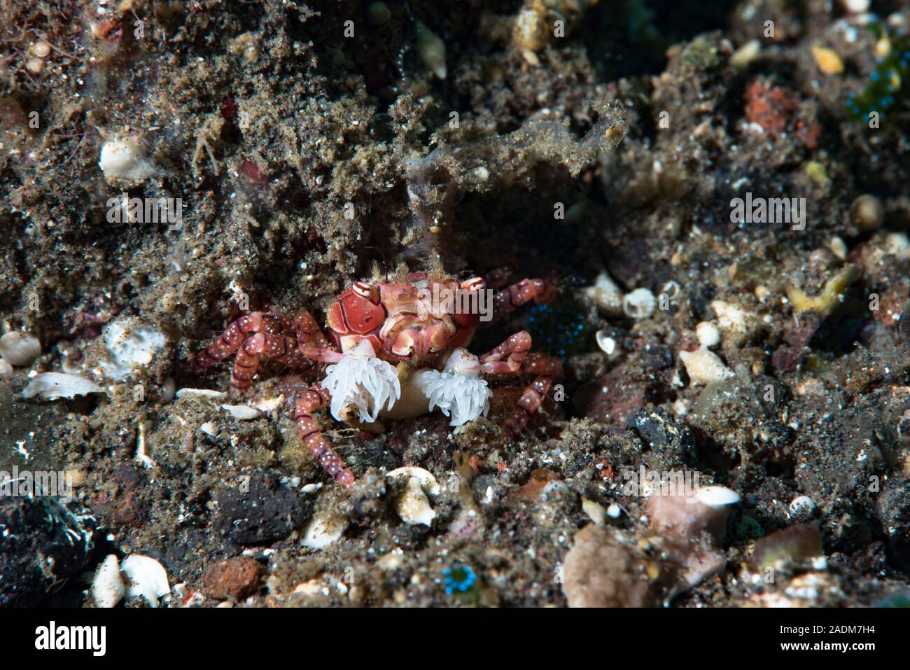 Boxer Crab Lybia tessellata Stock Photo
