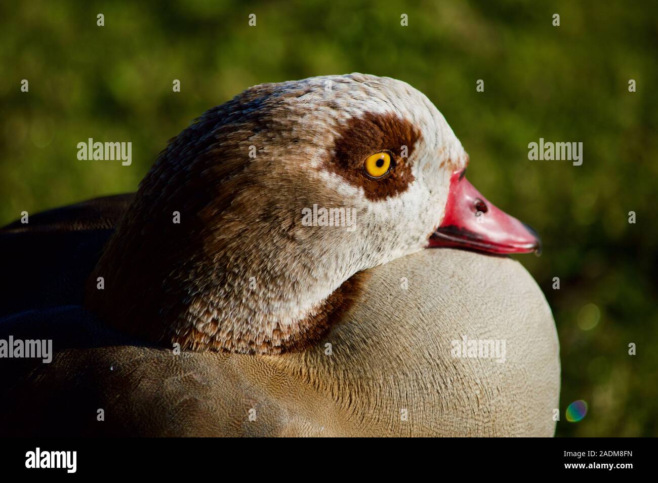 Close up of an Egyptian goose at the London Wetland Centre in London, UK Stock Photo