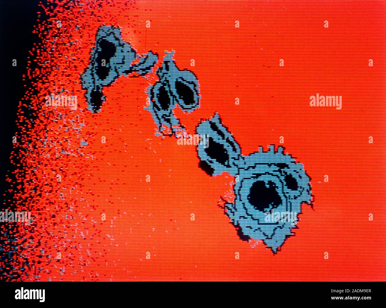 Computerised false-colour photograph of a giant cluster of sunspots ...