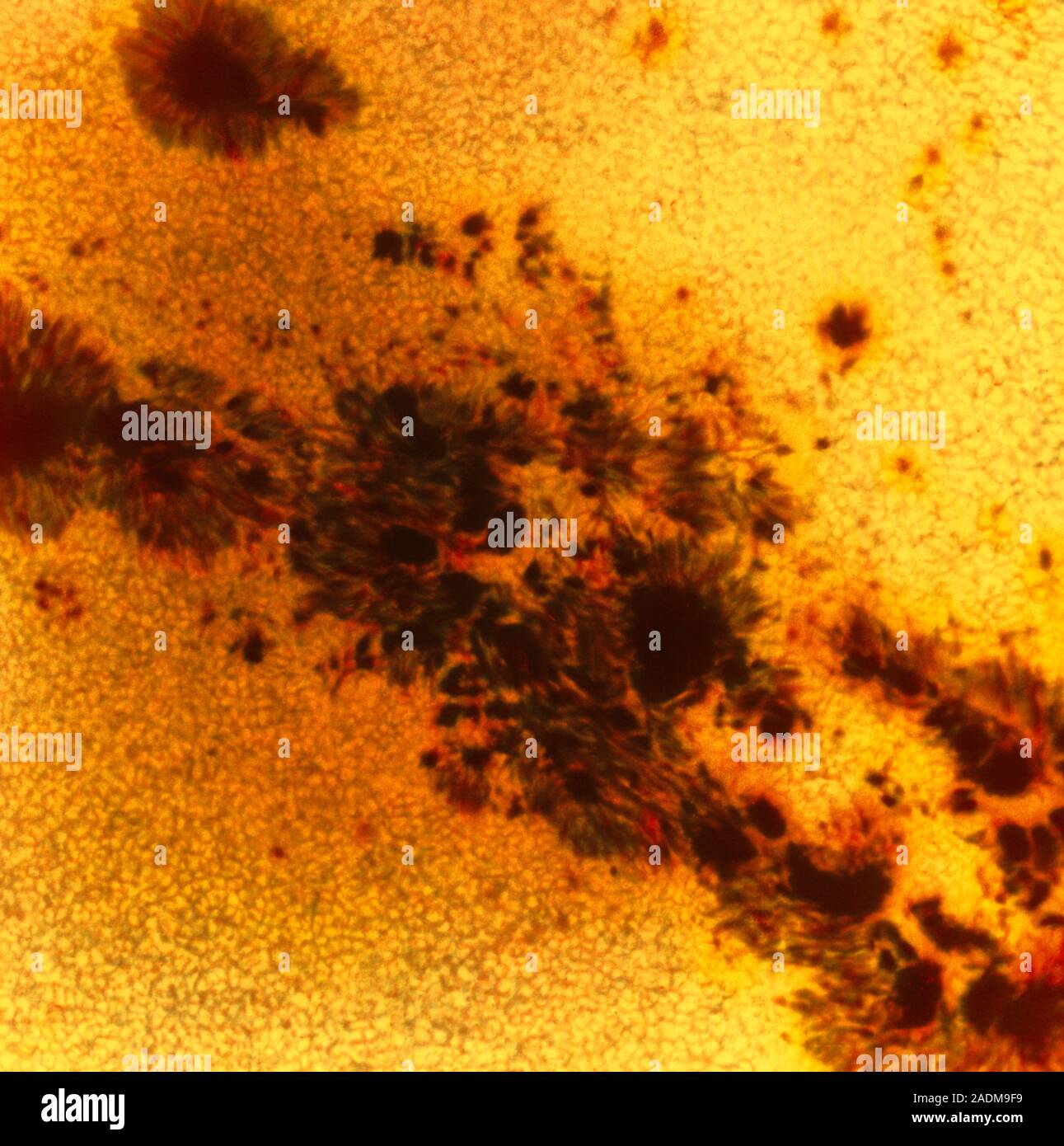Sunspots And Granulation Coloured Image Of A Sun Spot Group Dark