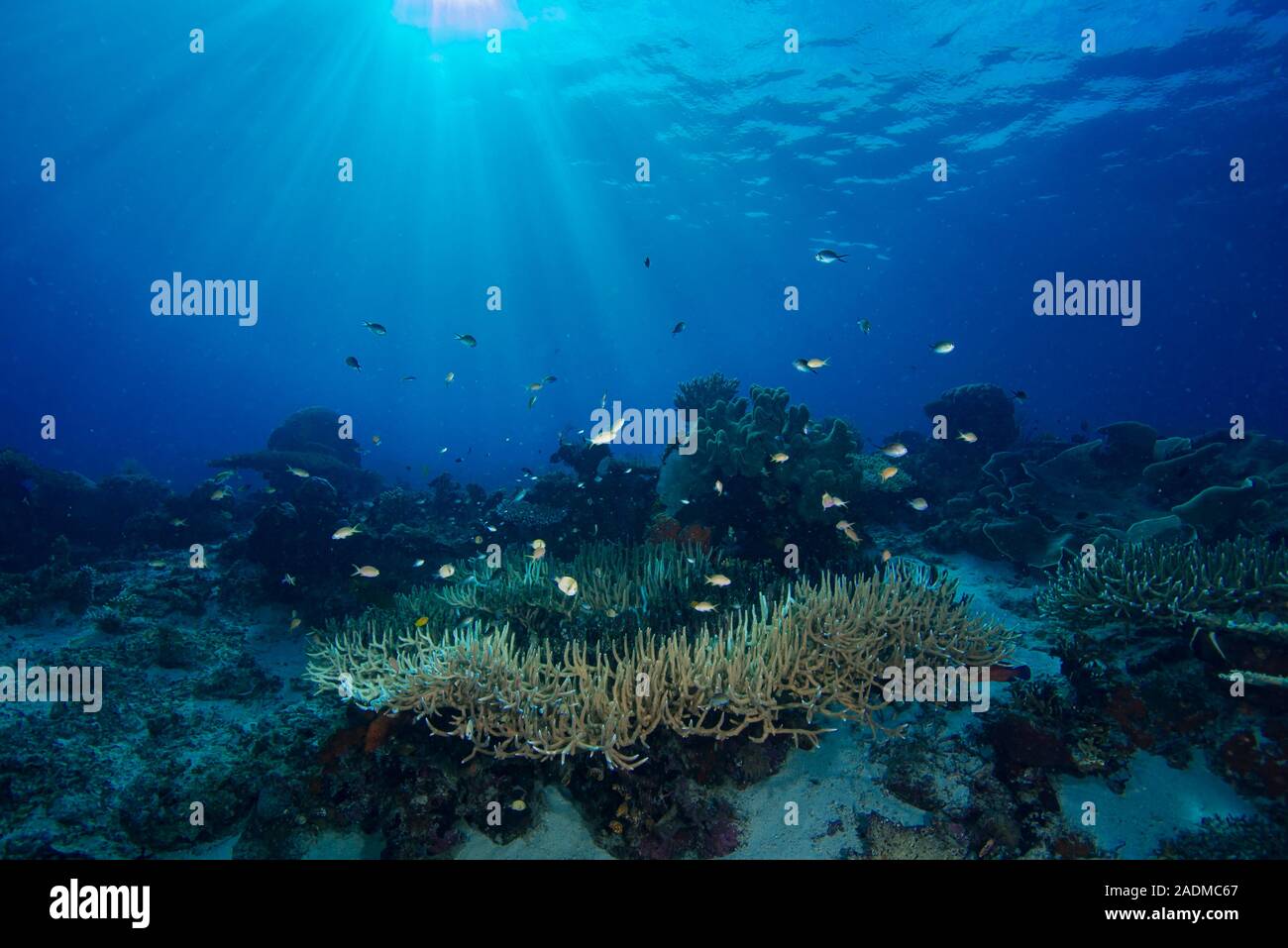 Indonesia Underwater