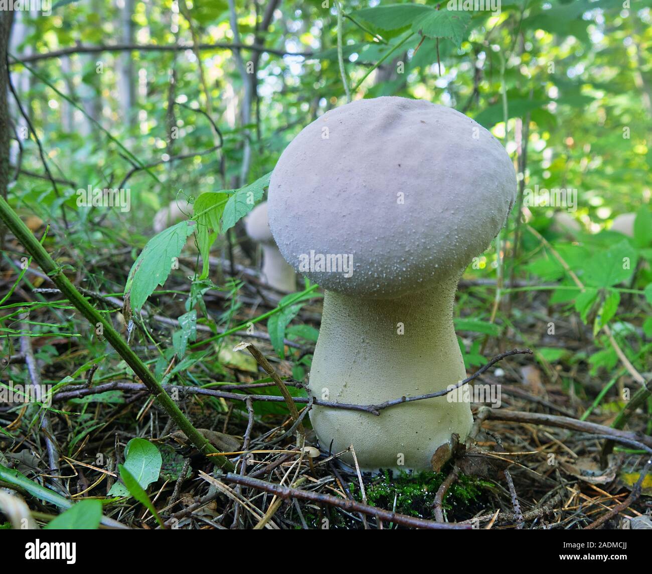 Puffbal (Calvatia excipuliformis, gill fungi (Agaricaceae) Mushroom large size, but young with white flesh, edible fungus Stock Photo