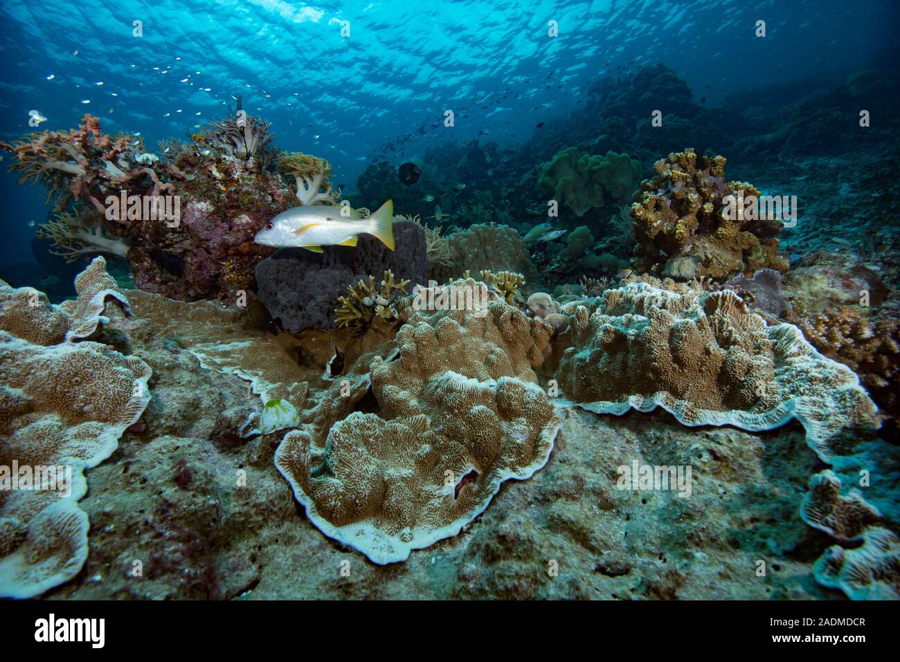 Underwater Landscape Tropical Coral Reef Indonesia Stock Photo