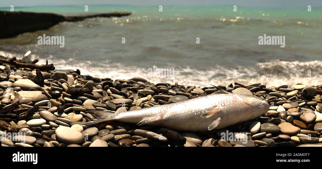 Dead mullet on a pebble beach, probably the death of fish due to contamination of the reservoir. Black Sea Stock Photo