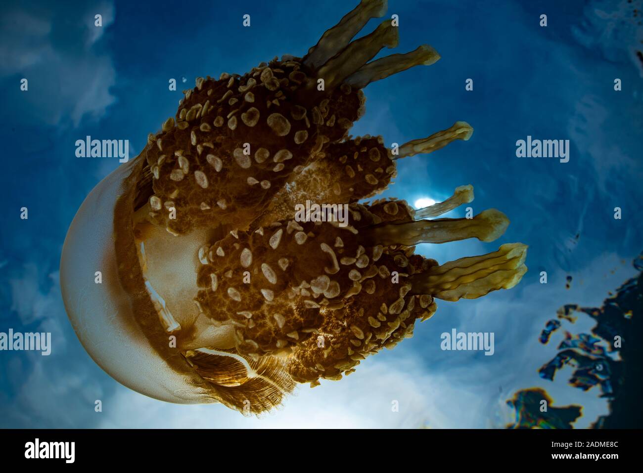 Jellyfish Lake Stock Photo