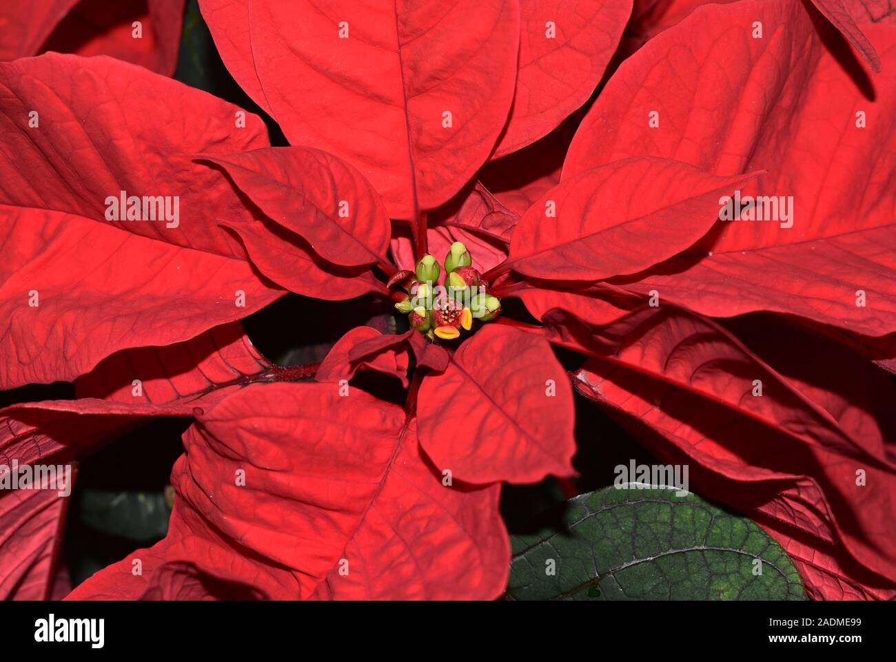 Poinsettia Plant Stock Photo