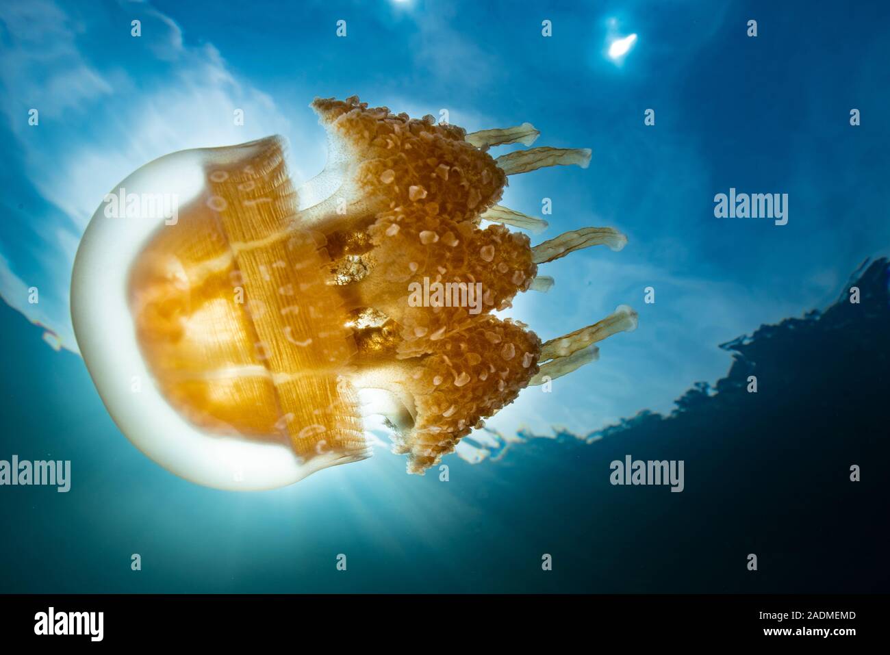 Jellyfish Lake Stock Photo