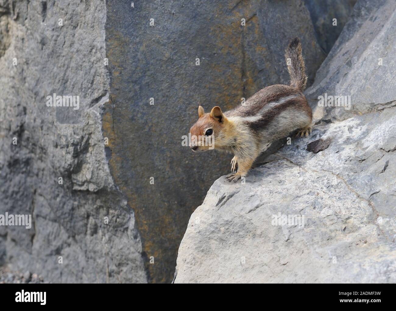 A small chipmunk is playing among the lave boulders in one of Central Oregon's lava fields. Stock Photo